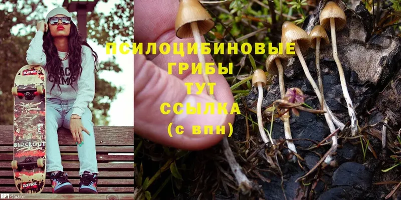 купить закладку  Краснокаменск  Галлюциногенные грибы MAGIC MUSHROOMS 